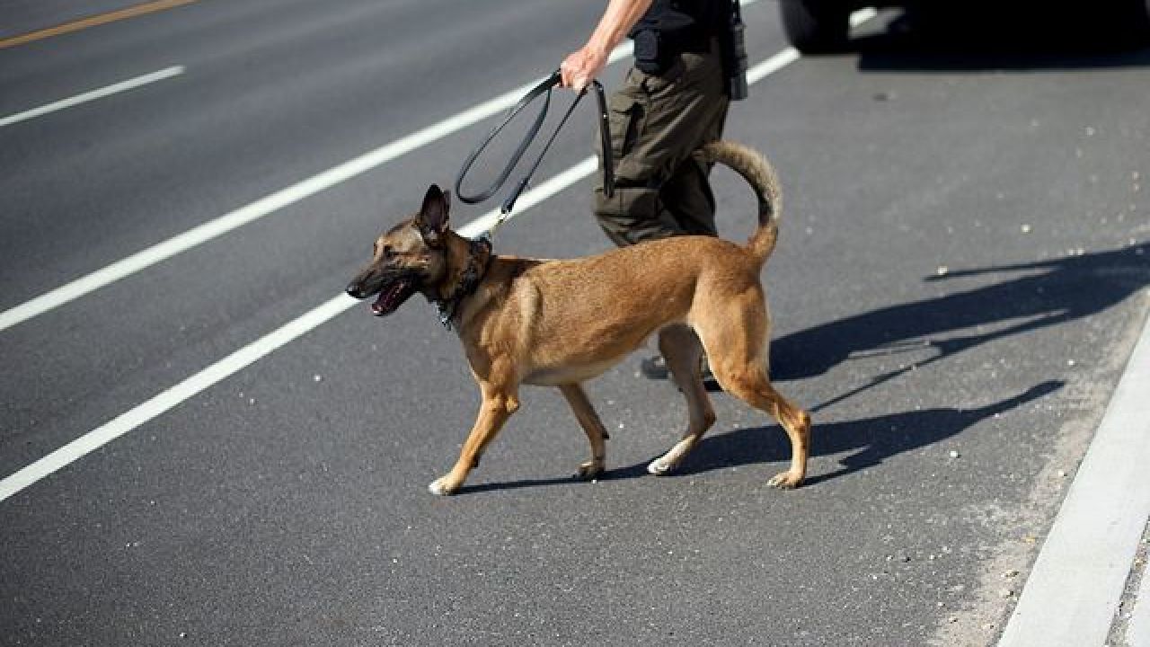 K-9 and handler